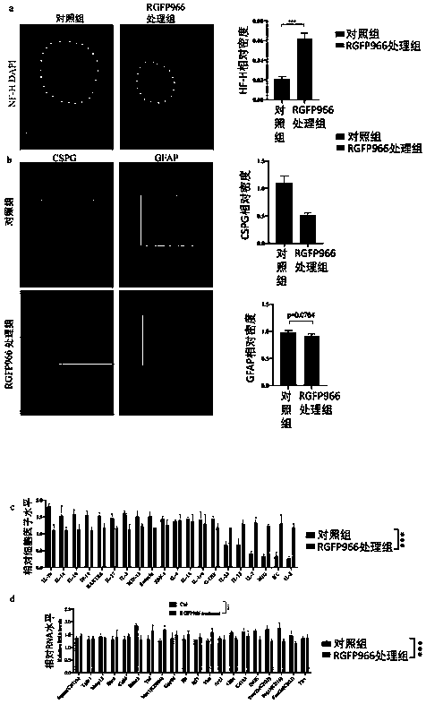 Drug for promoting recovery from chronic spinal cord injury and preparation method and application thereof