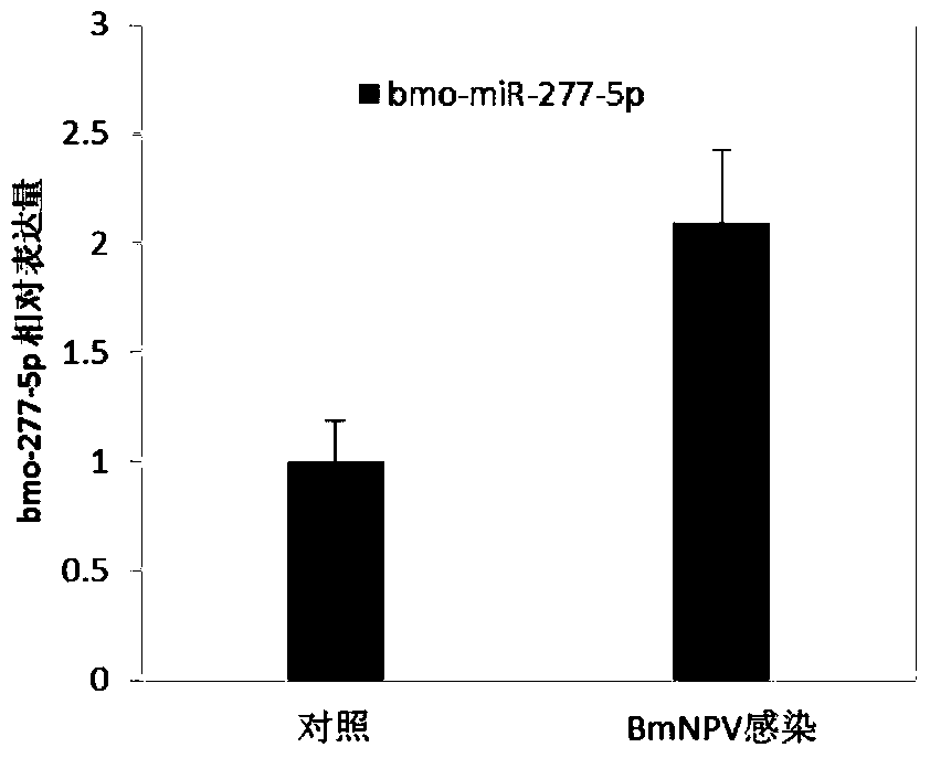 Application of microRNAs associated with nuclear polyhedrosis virus infection in silkworm