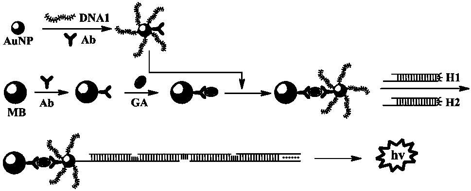 Method for determining gibberellin based on hybridization chain-reaction signal amplification technology