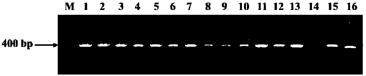 A Molecular Marker Closely Linked to the Common Bean Anthracnose Resistance Gene Locus and Its Detection Method