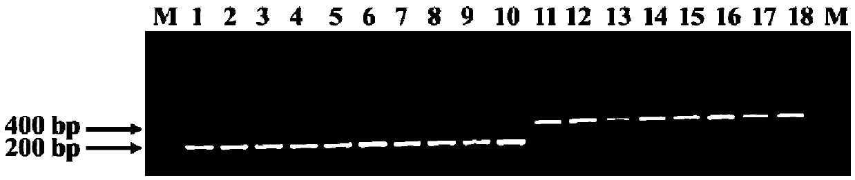 A Molecular Marker Closely Linked to the Common Bean Anthracnose Resistance Gene Locus and Its Detection Method