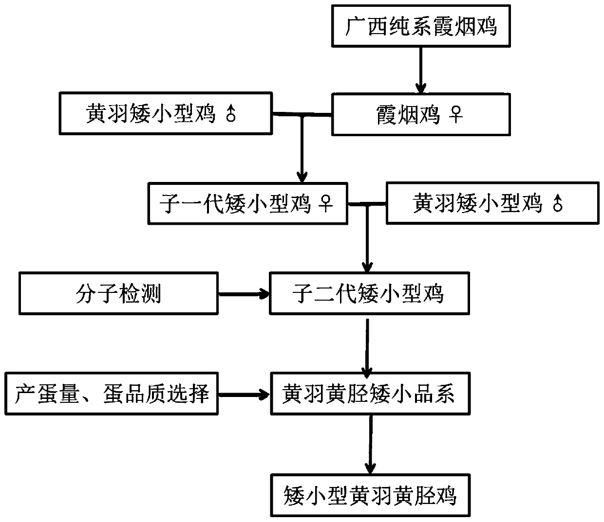 Breeding method for dwarf yellow-feather and yellow-shank chickens