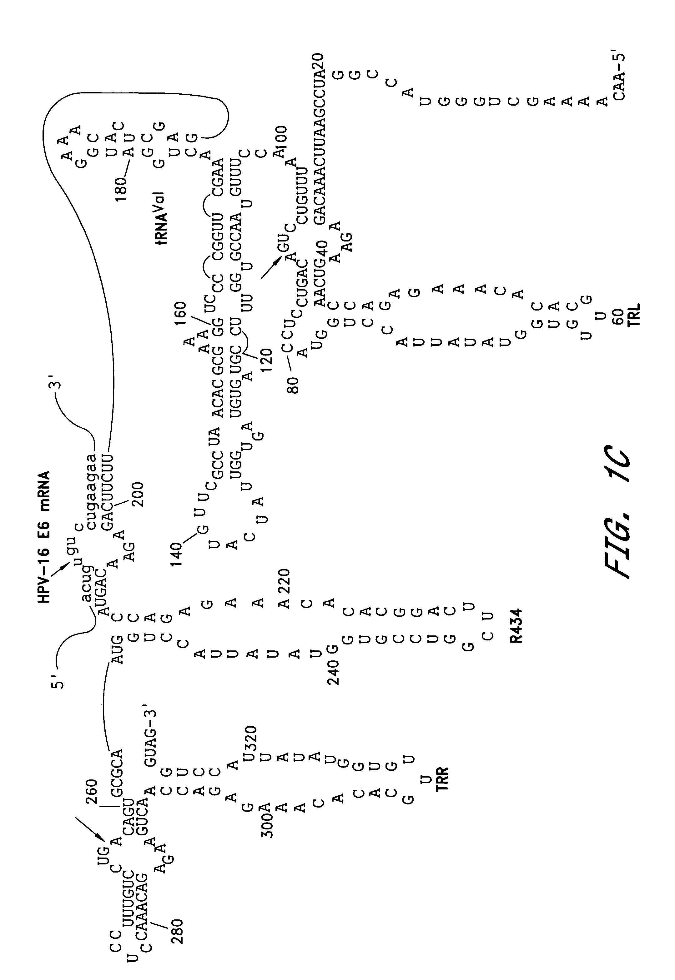 Triplex hairpin ribozyme