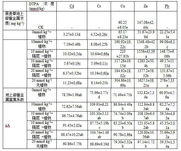 Method for remediation of sludge leacheate heavy metals by use of lolium perenne