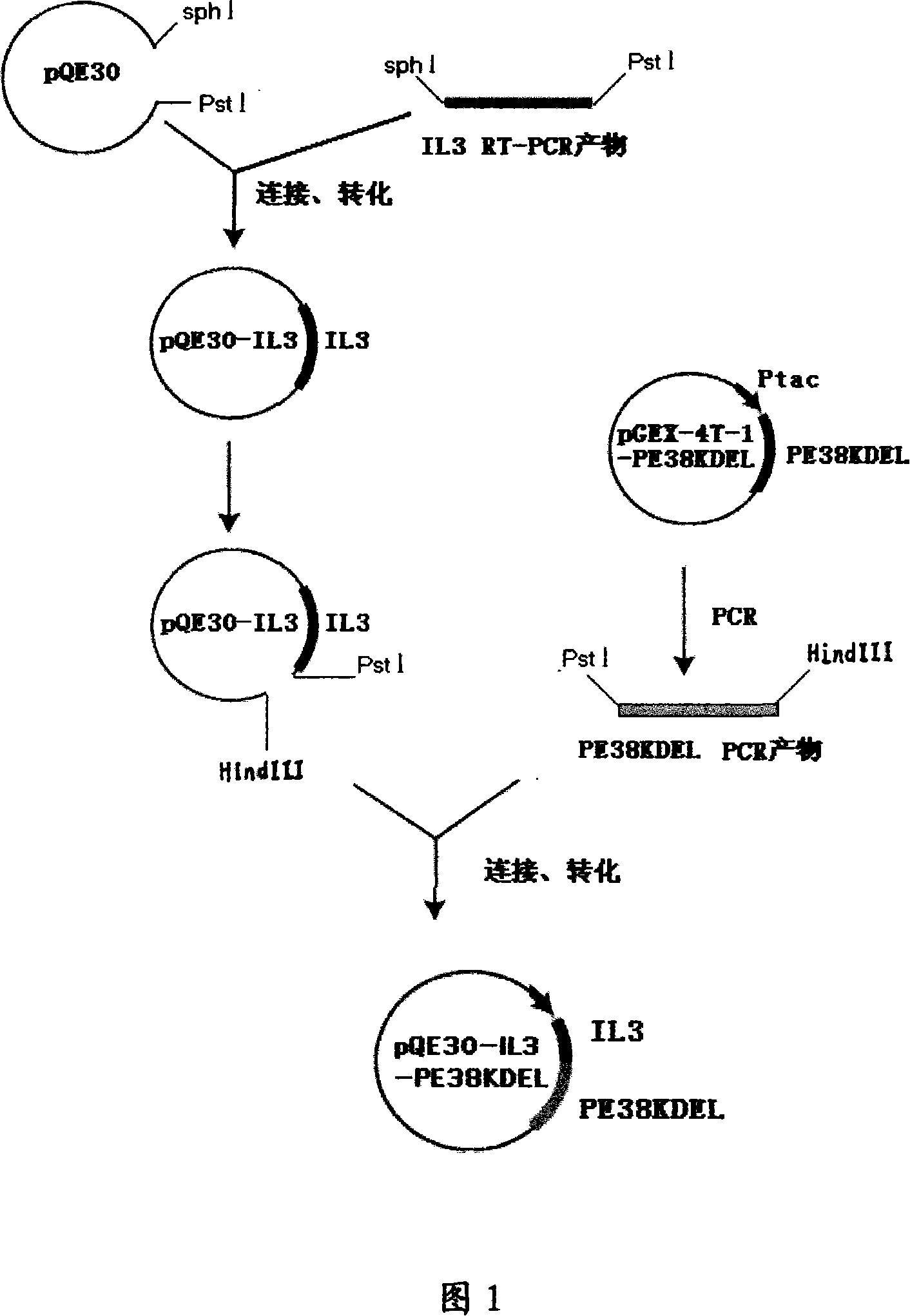 Fused protein restructuring target lethal leukemia cells and preparation method and use thereof