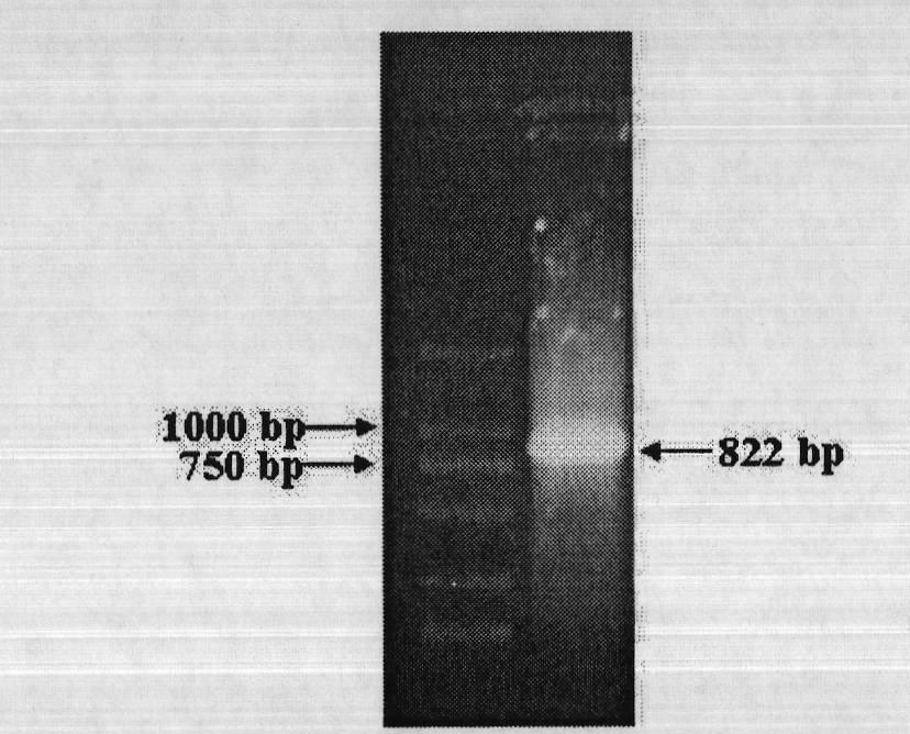 Tobacco drought response gene NtRHF1 and application of encoding protein thereof