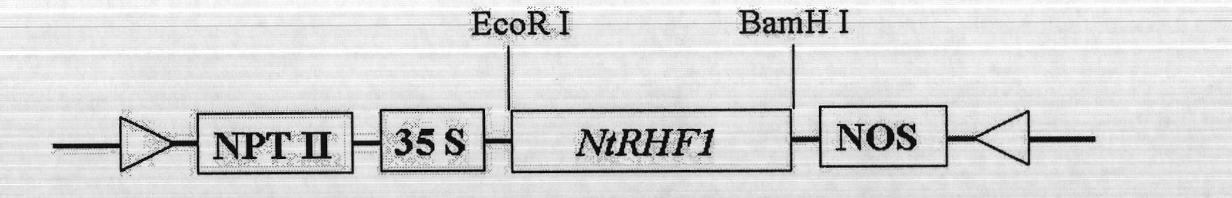 Tobacco drought response gene NtRHF1 and application of encoding protein thereof