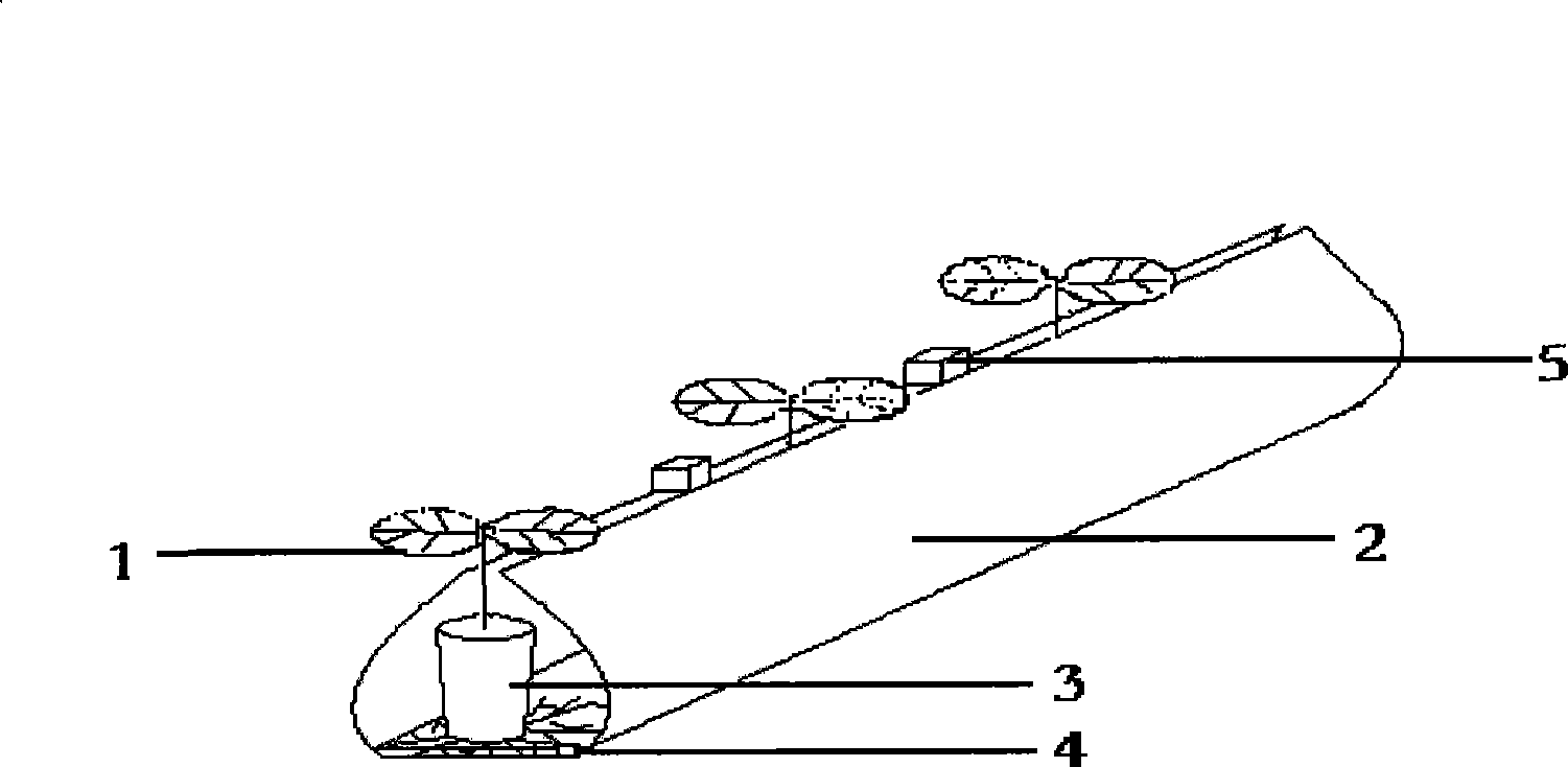 Soilless capillary hydroponics rearing groove