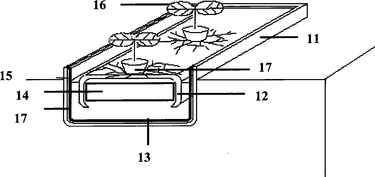 Soilless capillary hydroponics rearing groove