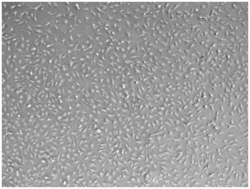 Method for culturing adult mouse cardiac fibroblasts