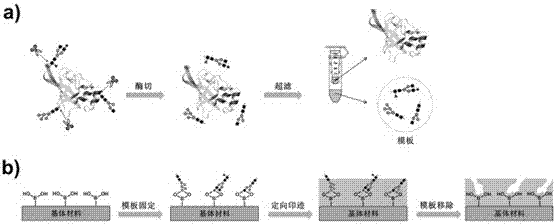 Preparation method and application of lectin mimics based on molecular imprinting technology