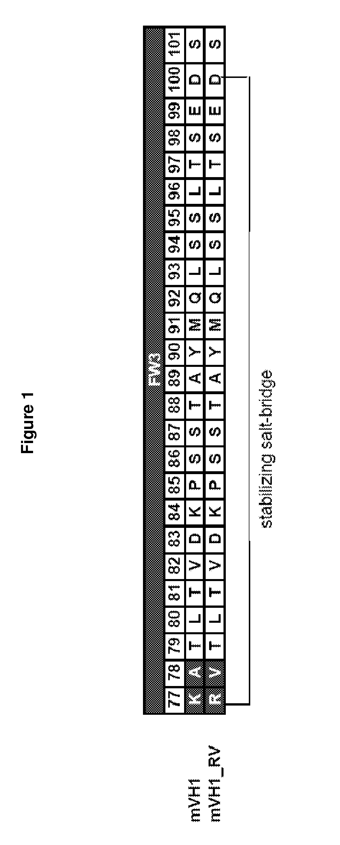 Rodent Combinatorial Antibody Libraries