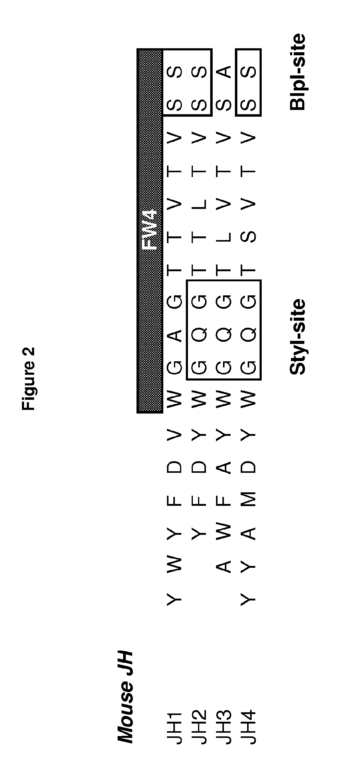 Rodent Combinatorial Antibody Libraries