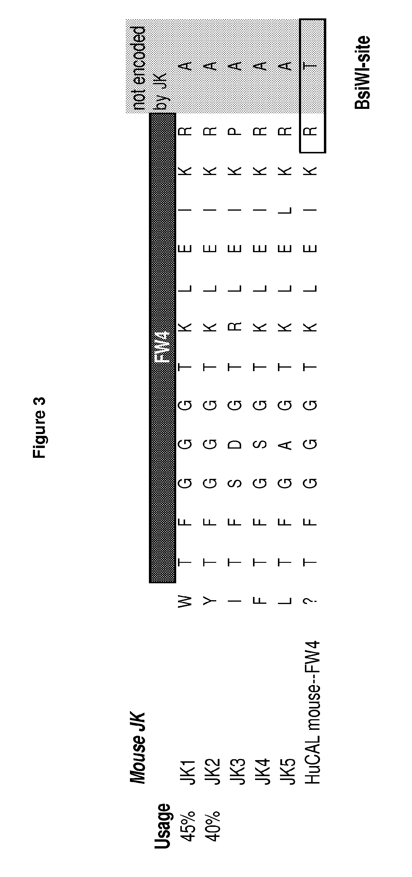 Rodent Combinatorial Antibody Libraries