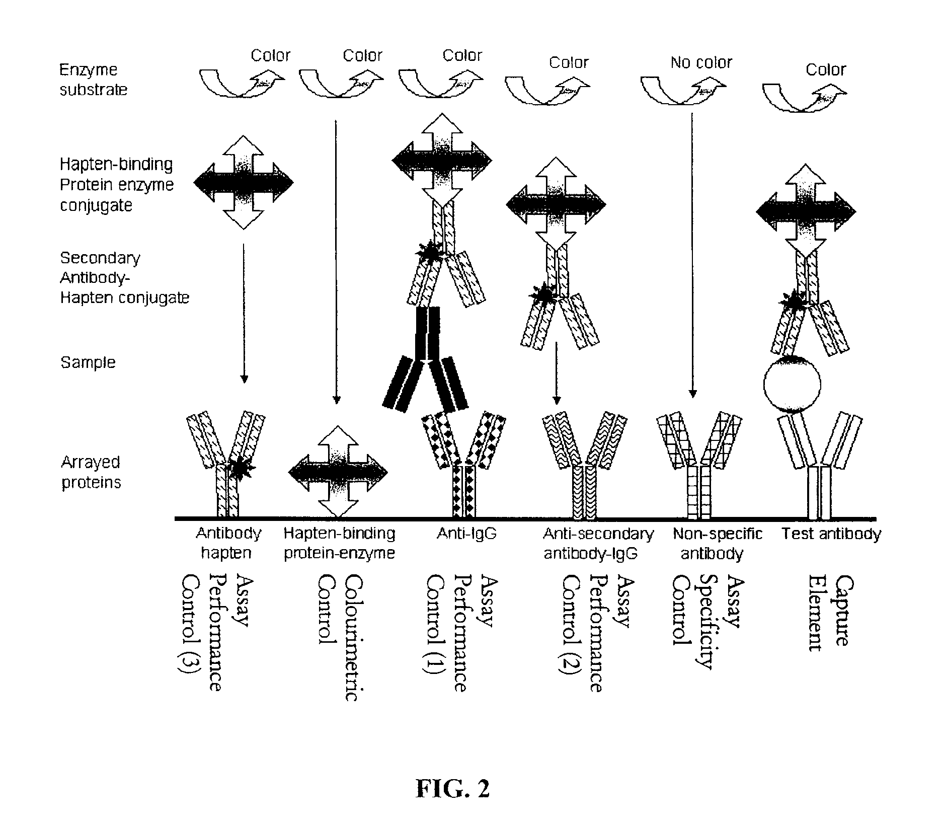 Assay Membrane and Method of Use Thereof