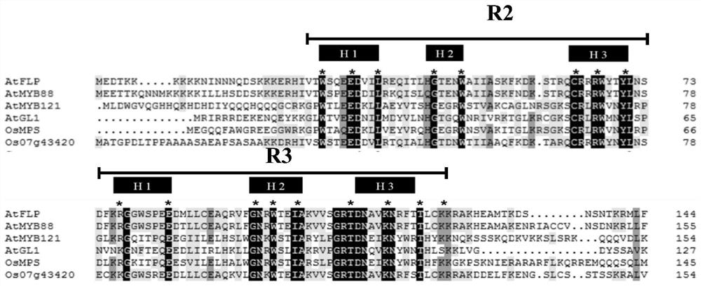 OsFLP protein related to plant salt tolerance as well as related biological materials and application thereof