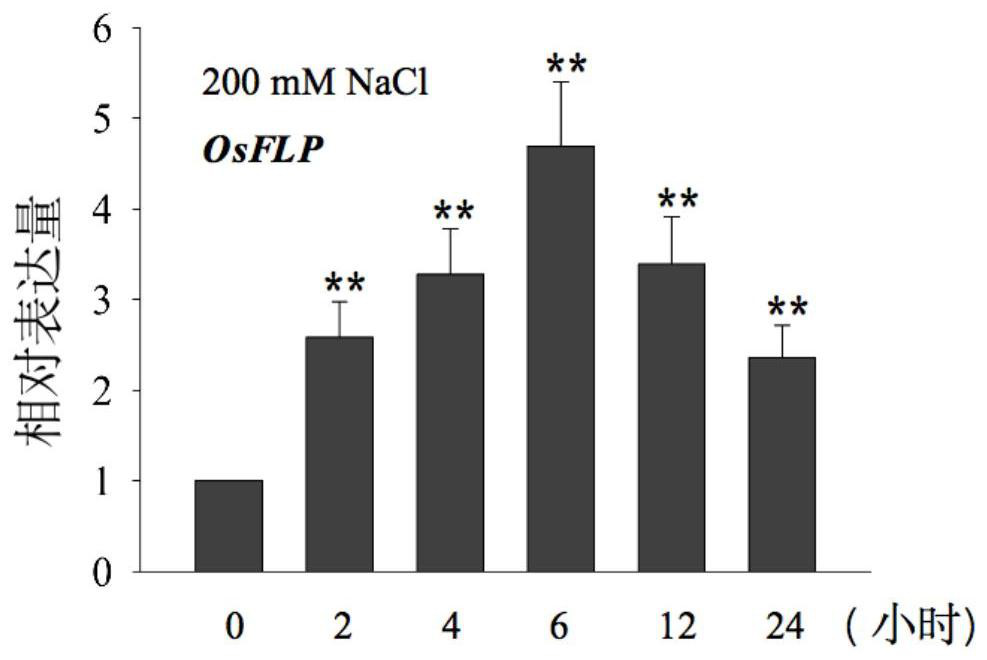 OsFLP protein related to plant salt tolerance as well as related biological materials and application thereof