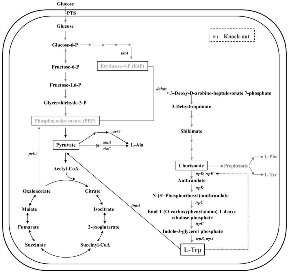 Construction method of escherichia coli with high yield of L-tryptophan and low yield of L-alanine