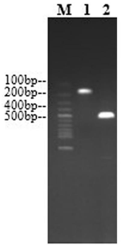 Construction method of escherichia coli with high yield of L-tryptophan and low yield of L-alanine