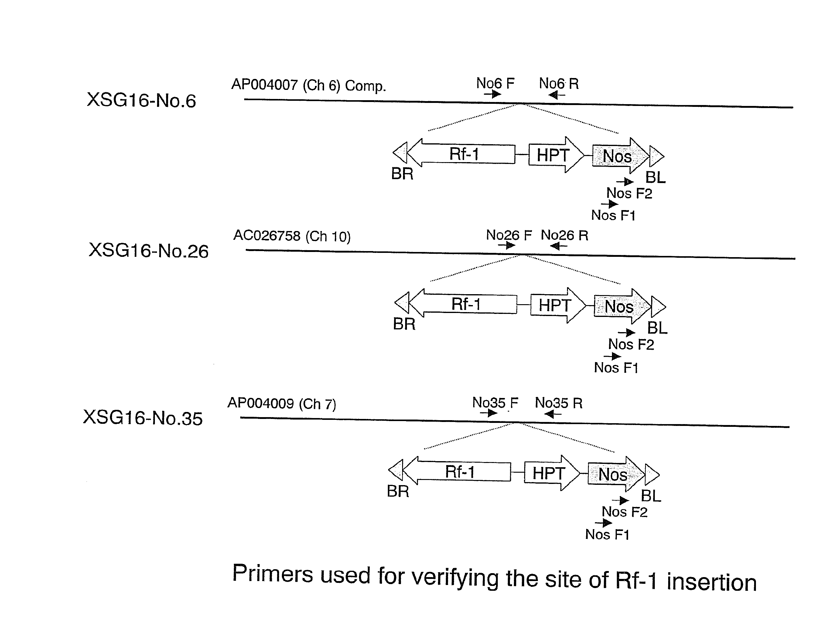 Method for Improving Fertility of Hybrid Plants Comprising Placing Fertility Restorter Genes Into Multiple Gene Loci