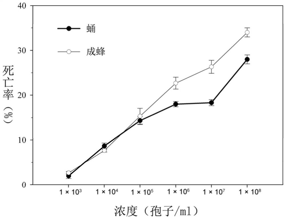 A kind of method for controlling Bemisia tabaci by cooperating with Cordyceps javanica