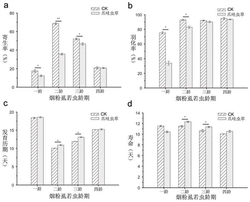 A kind of method for controlling Bemisia tabaci by cooperating with Cordyceps javanica