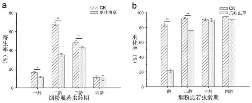 A kind of method for controlling Bemisia tabaci by cooperating with Cordyceps javanica