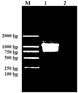 Trichina recombinant protein and application thereof