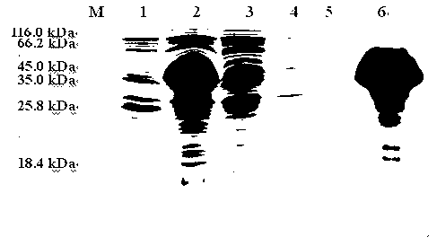 Trichina recombinant protein and application thereof