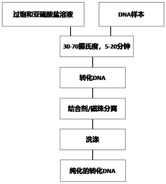 Method and kit for transforming and purifying DNA in DNA methylation detection process