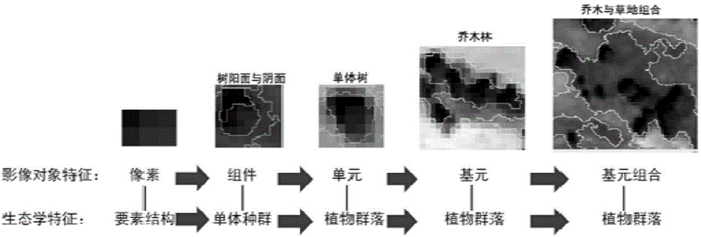 Method for extracting phytocoenosium spatial structure