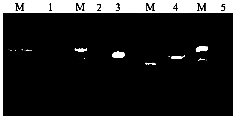 Chrysanthemum symmetry gene cmcyc2c and its application