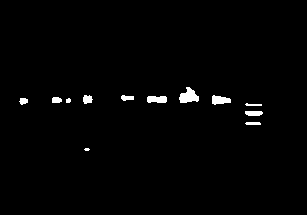 Recombinant thymosin protein PaTHY1 of Periplaneta americana and expression method thereof