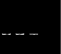 Recombinant thymosin protein PaTHY1 of Periplaneta americana and expression method thereof