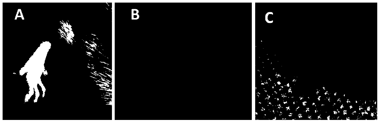 Construction method and application of gout animal model