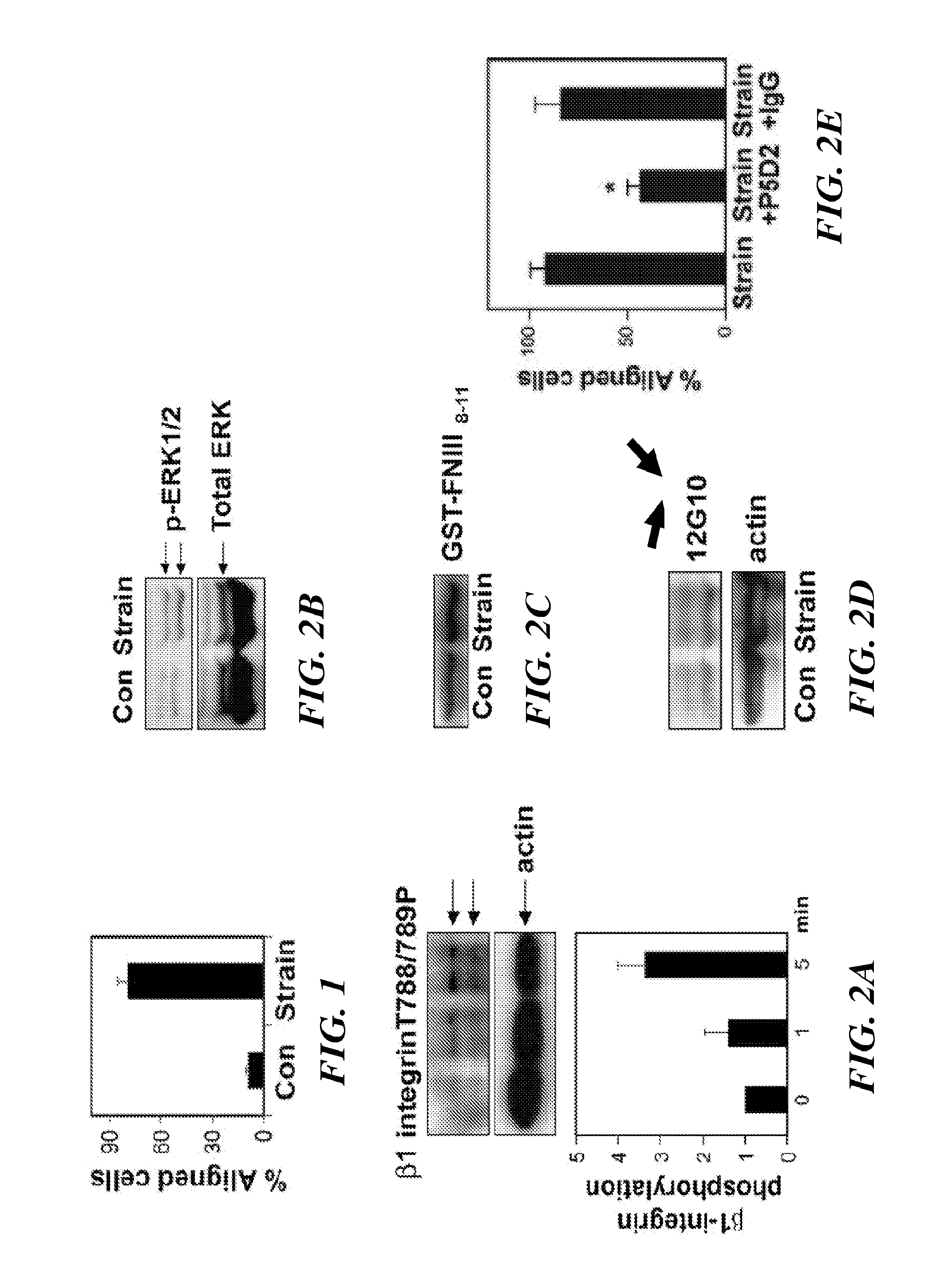 Methods of modulating angiogenesis via TRPV4