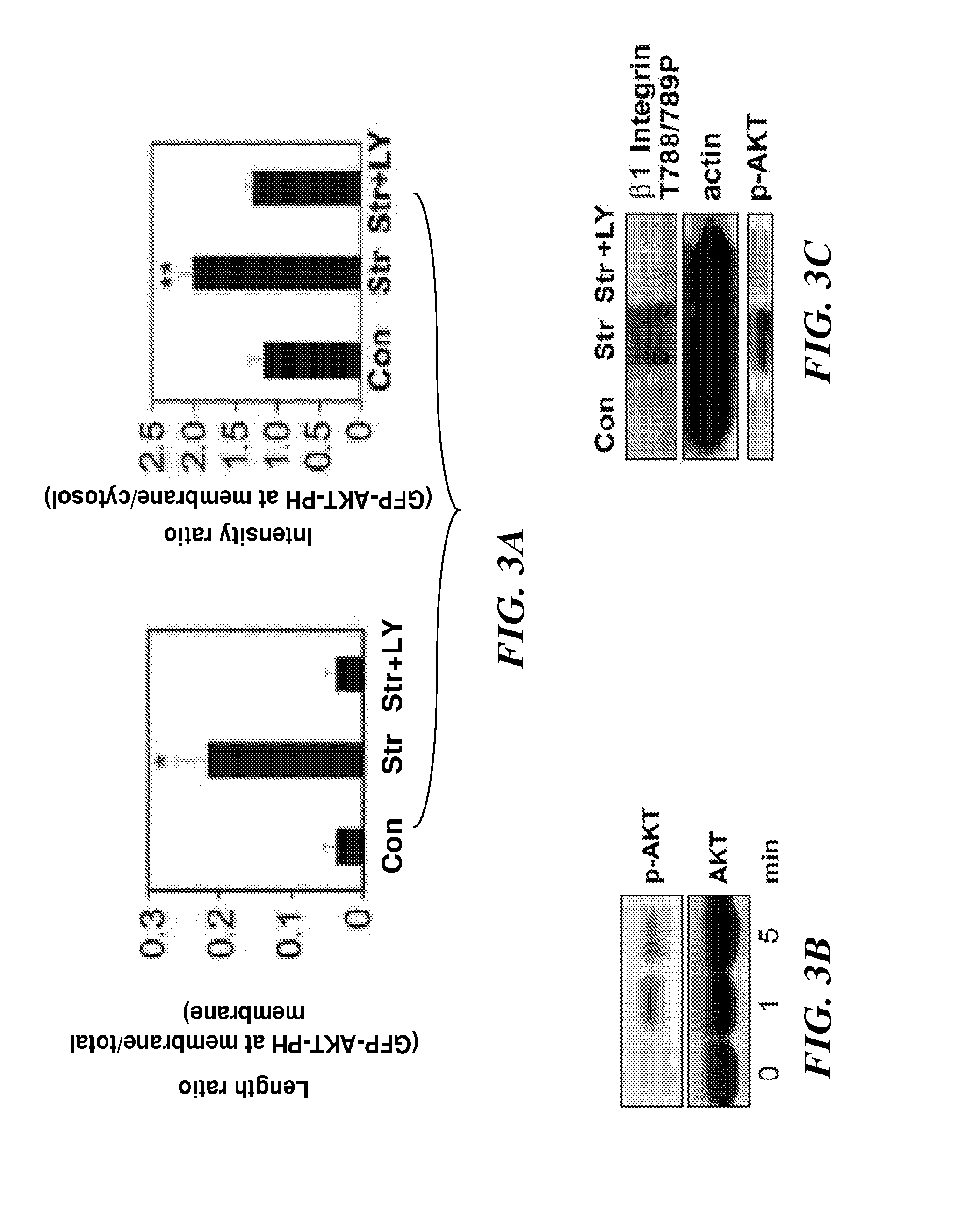 Methods of modulating angiogenesis via TRPV4