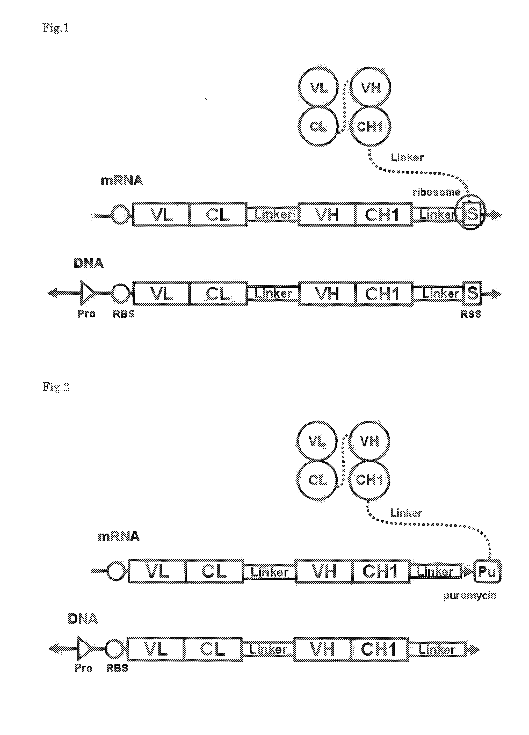 Polynucleotide construct capable of displaying fab in a cell-free translation system, and method for manufacturing and screening fab using same