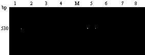 Mitochondria PCR-RFLP identification method for Crassostrea nippona and Crassostrea gigas