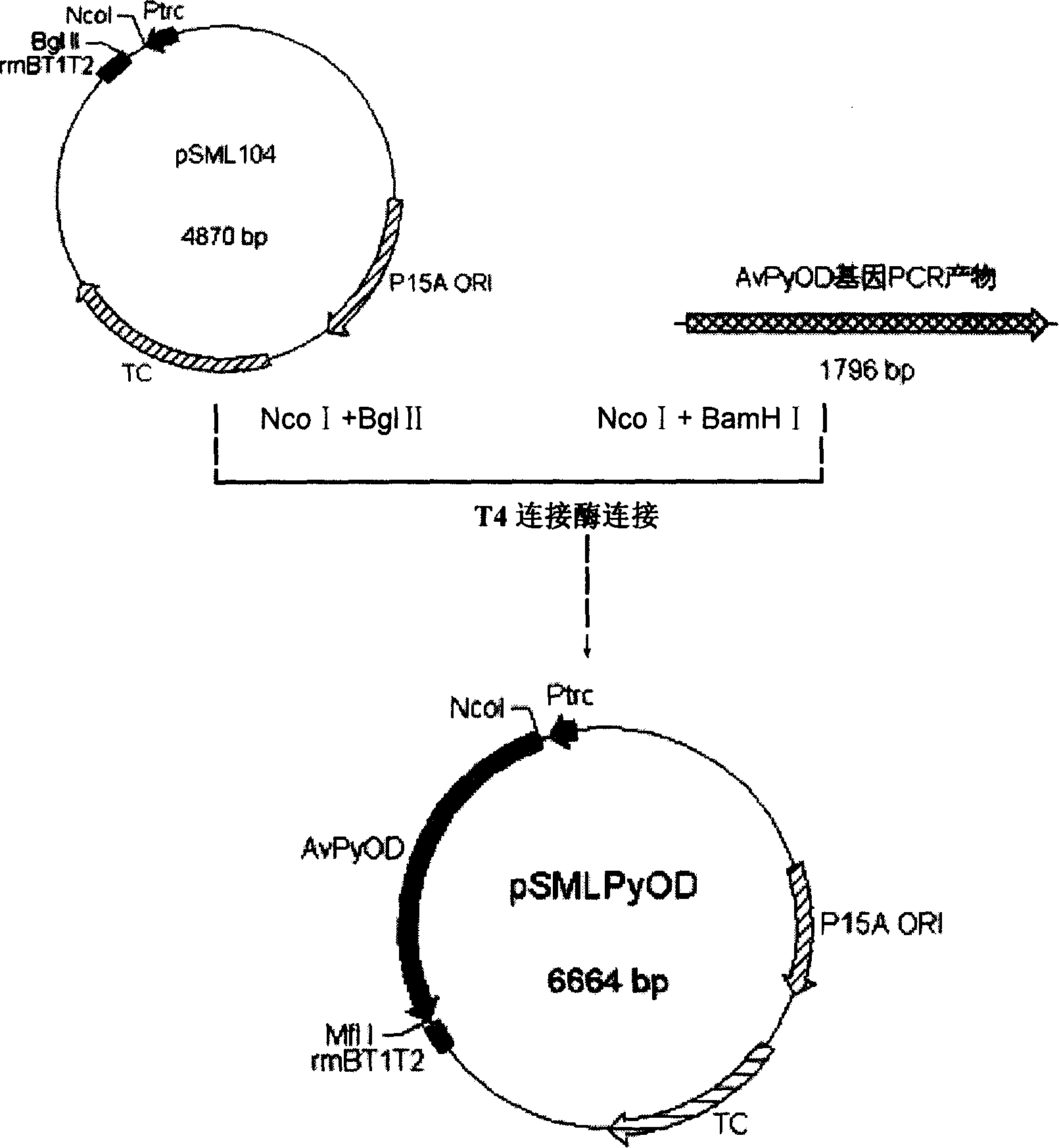 Acetonic acid oxidase gene, recombinant expression plasmid and transformation strains thereof