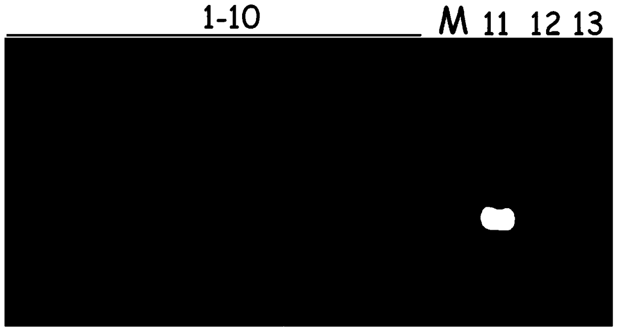 A kind of Pseudomonas aeruginosa detection kit and its application