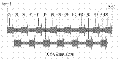 Porcine circovirus 2 type recombinant subunit vaccine and preparation method thereof