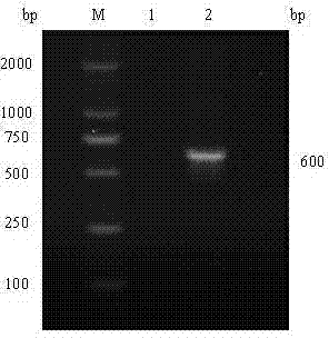 Porcine circovirus 2 type recombinant subunit vaccine and preparation method thereof