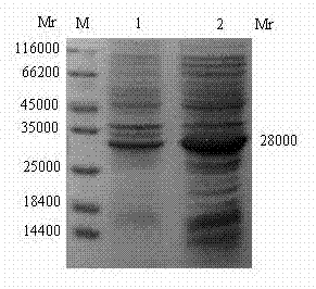 Porcine circovirus 2 type recombinant subunit vaccine and preparation method thereof