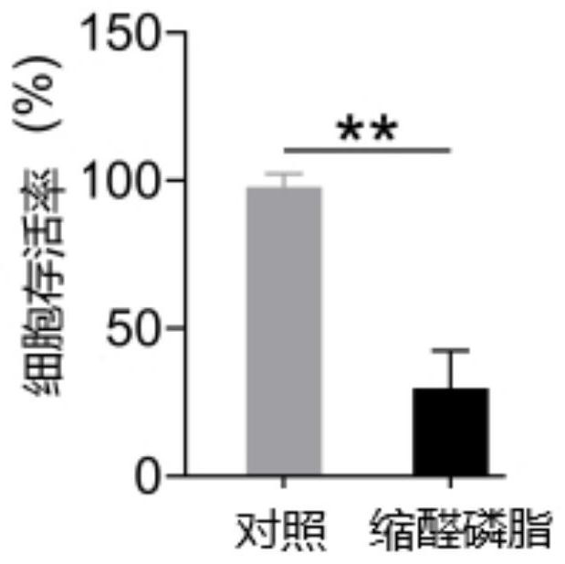 Application of a microbial plasmalogen in the treatment of colon cancer