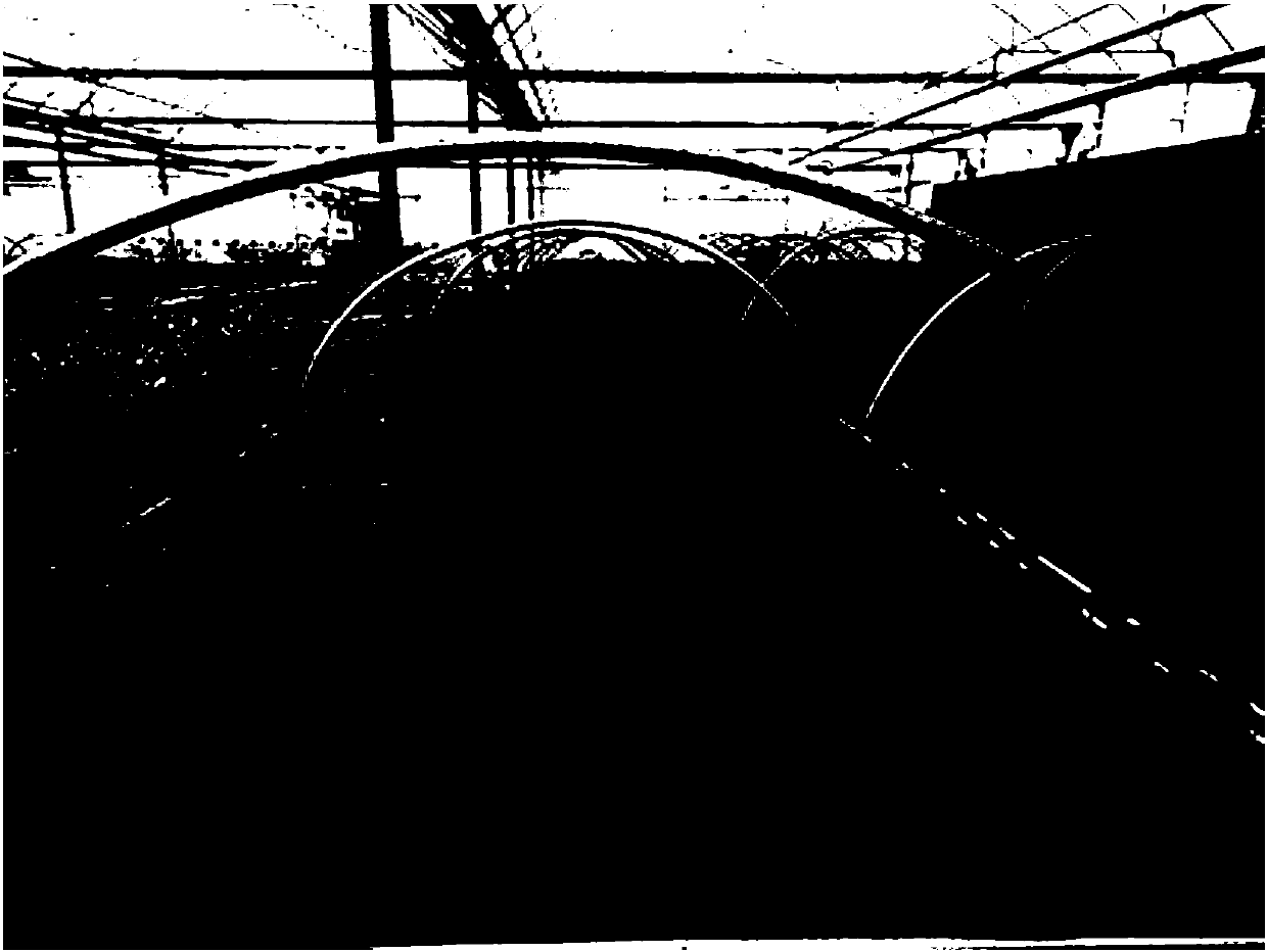 Comprehensive propagation method of strawberry seedlings