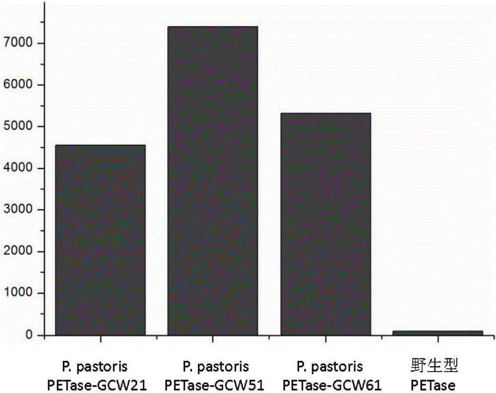 Cell surface exhibition PET decomposing enzyme reorganizable pichia pastoris and structure and application