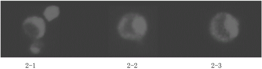 Cell surface exhibition PET decomposing enzyme reorganizable pichia pastoris and structure and application