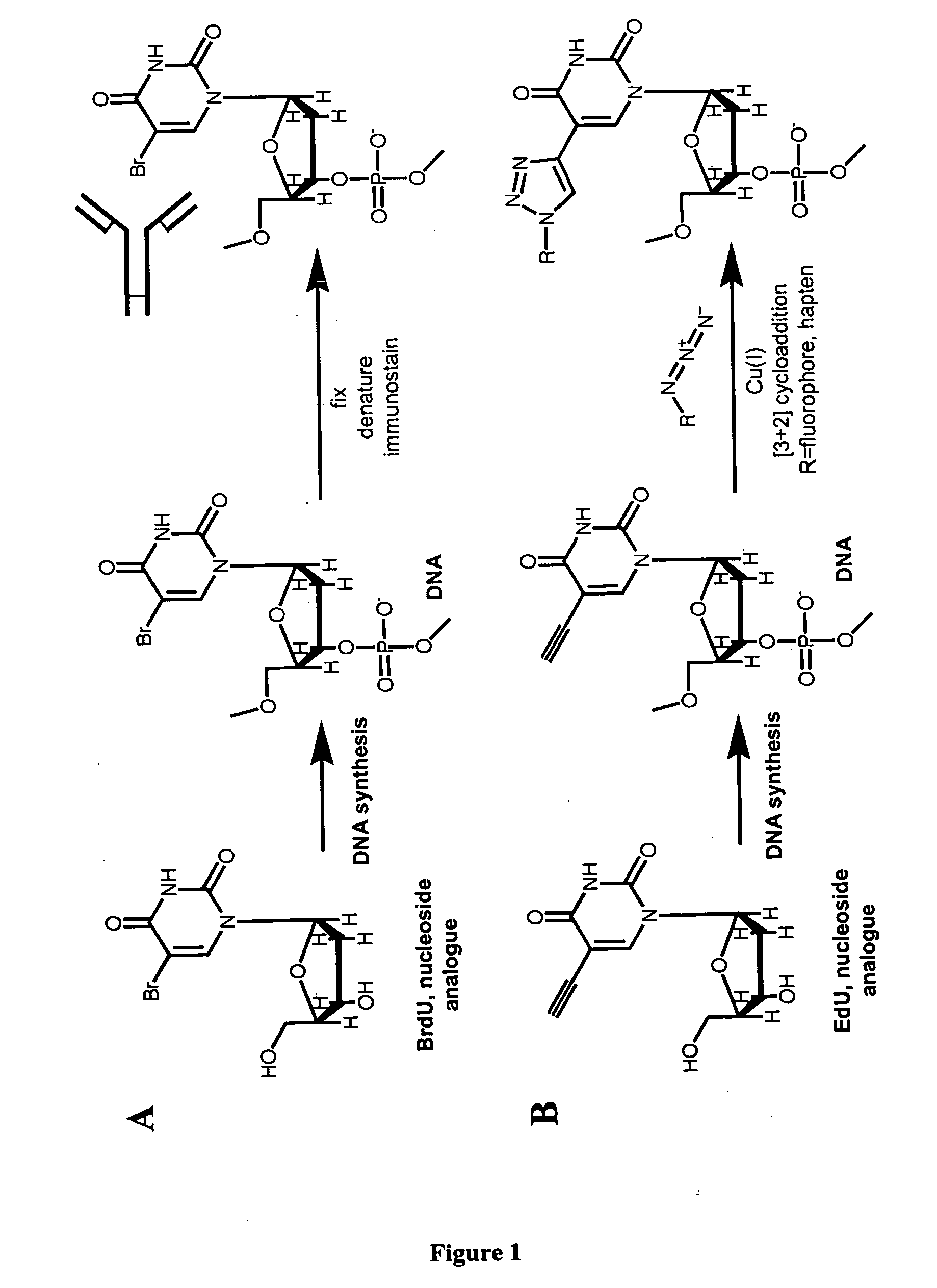 Methods and compositions for labeling nucleic acids