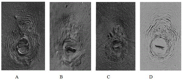 Method for separation and identification of kenaf root knot nematode